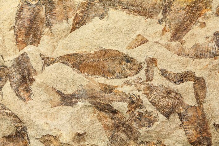 Fossil Fish (Gosiutichthys) Mortality Plate - Lake Gosiute #71794